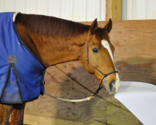 king-and-the-umbrella