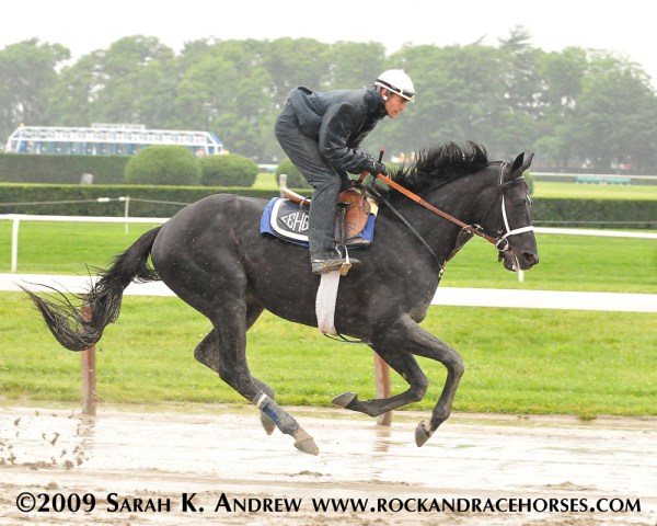 Mr Hot Stuff at Belmont Park ©2009 Sarah K Andrew