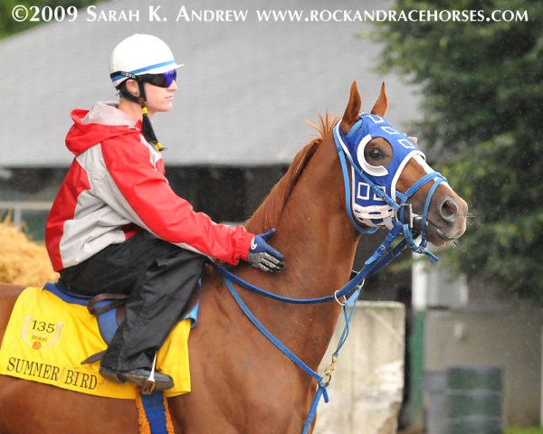 Summer Bird at Belmont Park ©2009 Sarah K Andrew