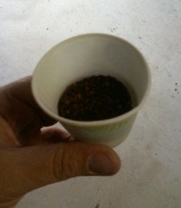 Dixie cup with a Stud Muffin in it